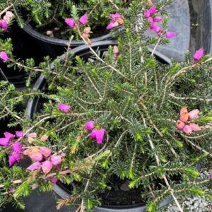 Erica 'Purple beauty' 2L