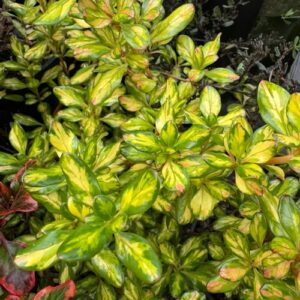 Coprosma 'Lemon and Lime' 2L