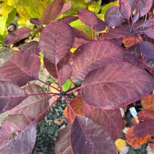 Cotinus coggygria Smoke Bush2L