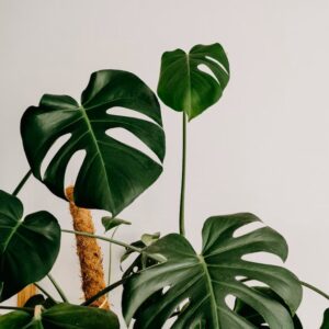 Indoor plants