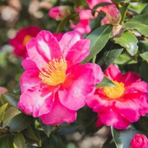 Camellias