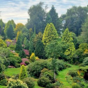 Conifers