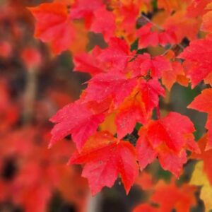 Deciduous Trees