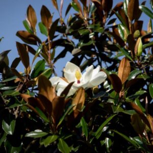 Evergreen Trees