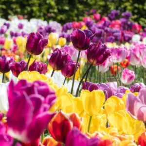 Flowering Bulbs