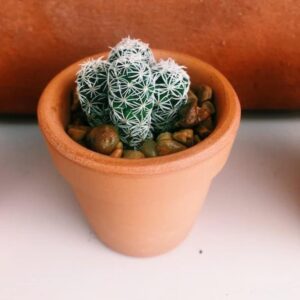 Terracotta Pots