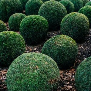 Topiary