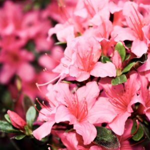 Evergreen & Deciduous Azaleas
