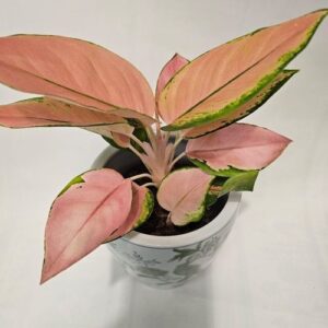 Aglaonema 'Spitfire'