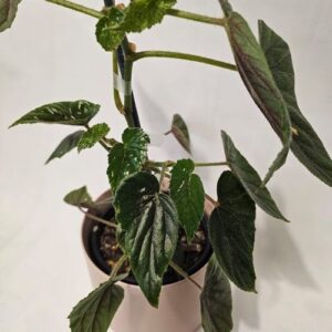 Begonia 'Angle Wings'