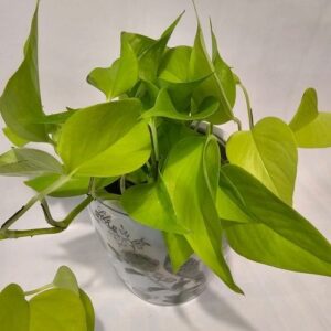Epipremnum 'Aureum All gold'