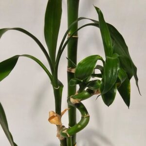 Lucky Bamboo Straight Double