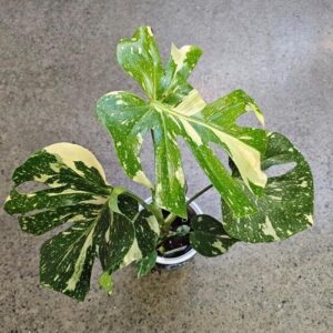 Monstera 'Thai Constellation' 14cm