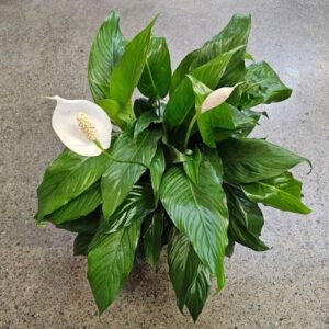 Spathiphyllum Peace Lily 15cm