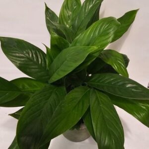 Spathiphyllum 'Peace Lily'