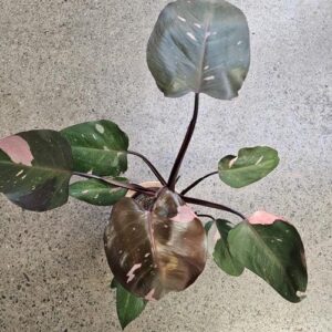 Philodendron Pink Princess 14cm