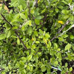 Pittosporum 'Tandora Gold' 4L