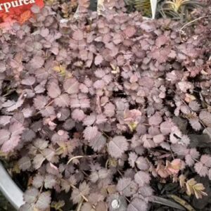 Acaena 'Purpurea' 2L