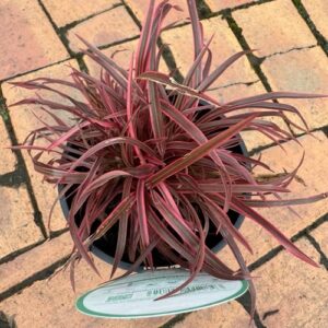 Phormium  'Pink Mist' 1.5L
