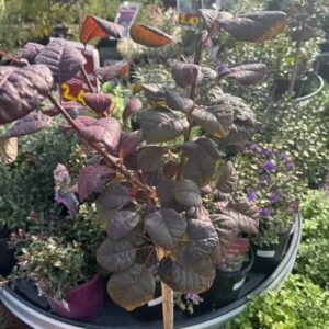 Cotinus coggygria 'Purpureus'  Standard