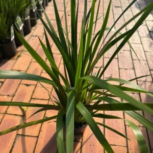 Anigozanthos flavidus – Tall Kangaroo Paw – Red
