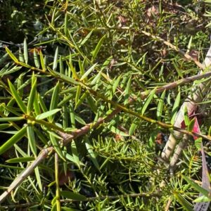 Podocarpus Totara aurea 4L