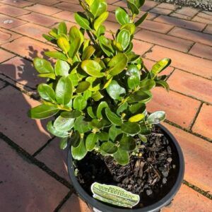 Buxus sempervirens Suffruticosa - Dwarf Boxwood 1.5L