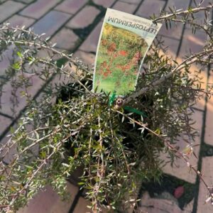 Leptospermum Red Cascade