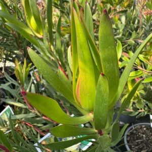 Leucadendron 'Inca Gold'