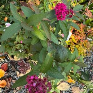 Spirea Anthony Waterer 2L