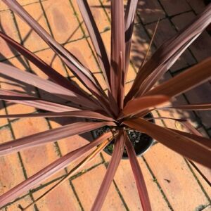 Cordyline 'Purple Tower' 2L