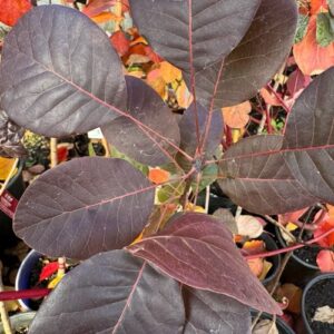Cotinus coggygria 'Purpurea' 2L