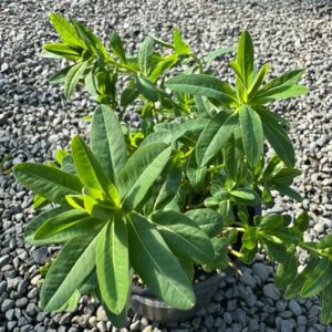 Euphorbia polychroma Cushion Spurge)