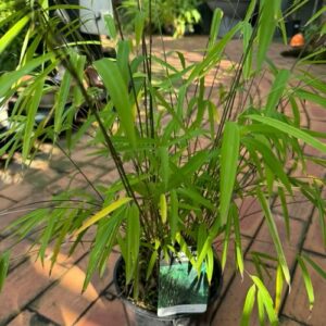 Bambusa  'Gracillis-