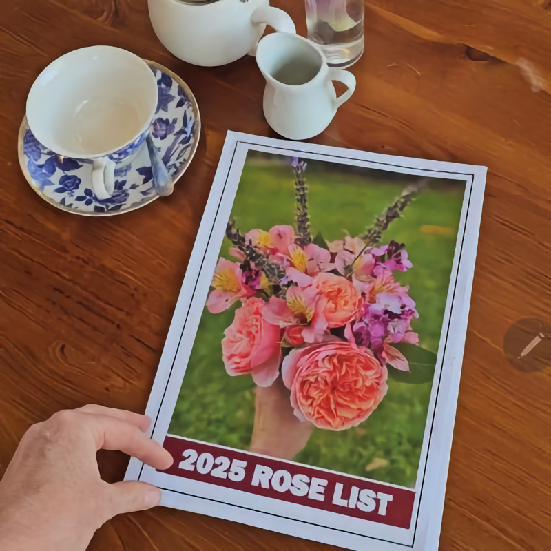 Lushingtons 2025 Rose List