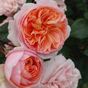 Rose 'Ali Mau'