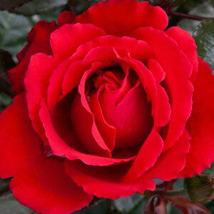 Rose 'Aroha' 6L