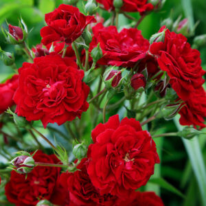 Rose Climber 'Crimson Siluetta'