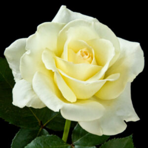 Rose 'Elina'