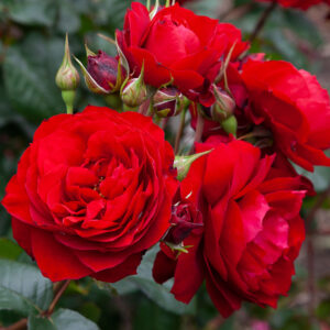 Rose 'In Friendship' FL