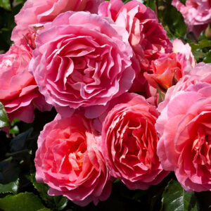 Rose 'My Daughter' FL