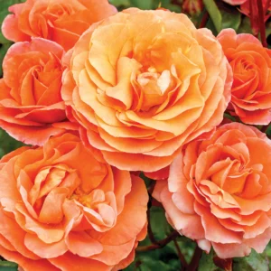 Rose 'Phoenix' FL