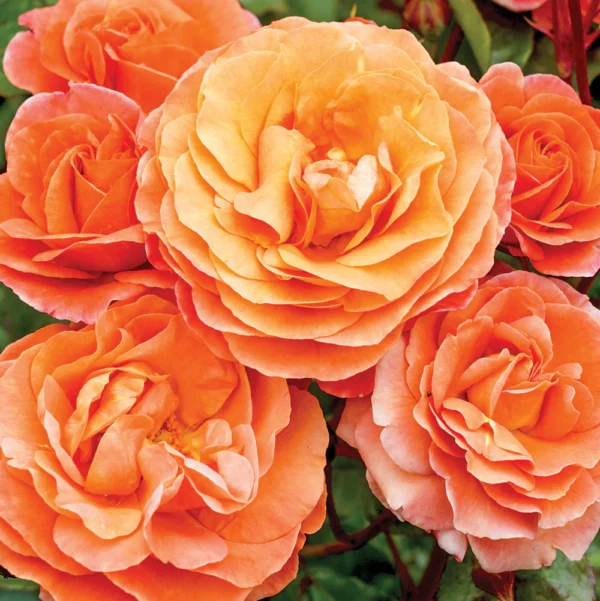 Rose 'Phoenix' FL