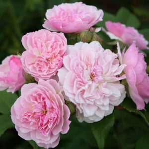 Rose Climber 'Romantic siluetta'