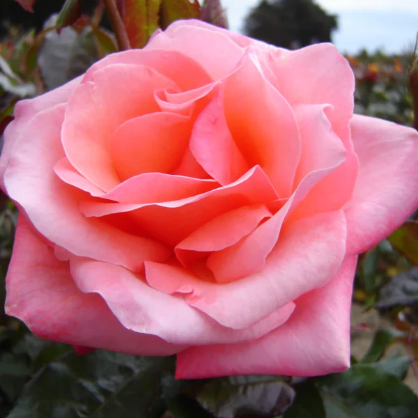 Rose 'Silver Jubilee'