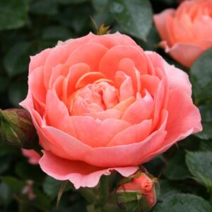 Rose 'Sweet Dream' Patio