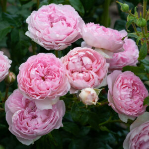 Rose 'The Sarjeant Rose'