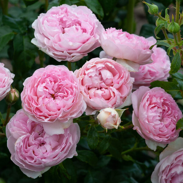 Rose 'The Sarjeant Rose'