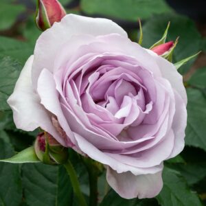 Rose 'Frosty Moon' 6L