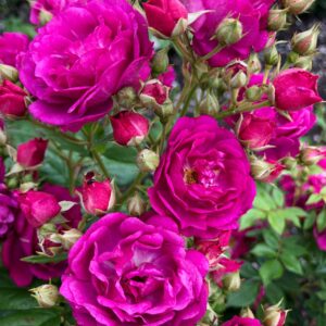 Rose Climber 'Purple Siluetta'